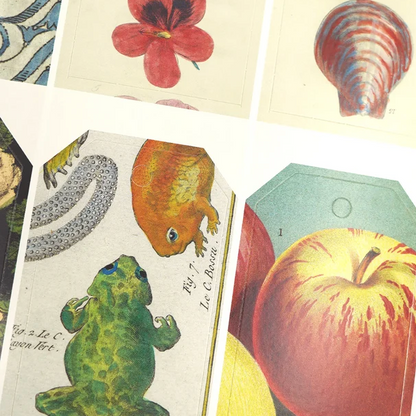John Derian Wrapping Paper Book